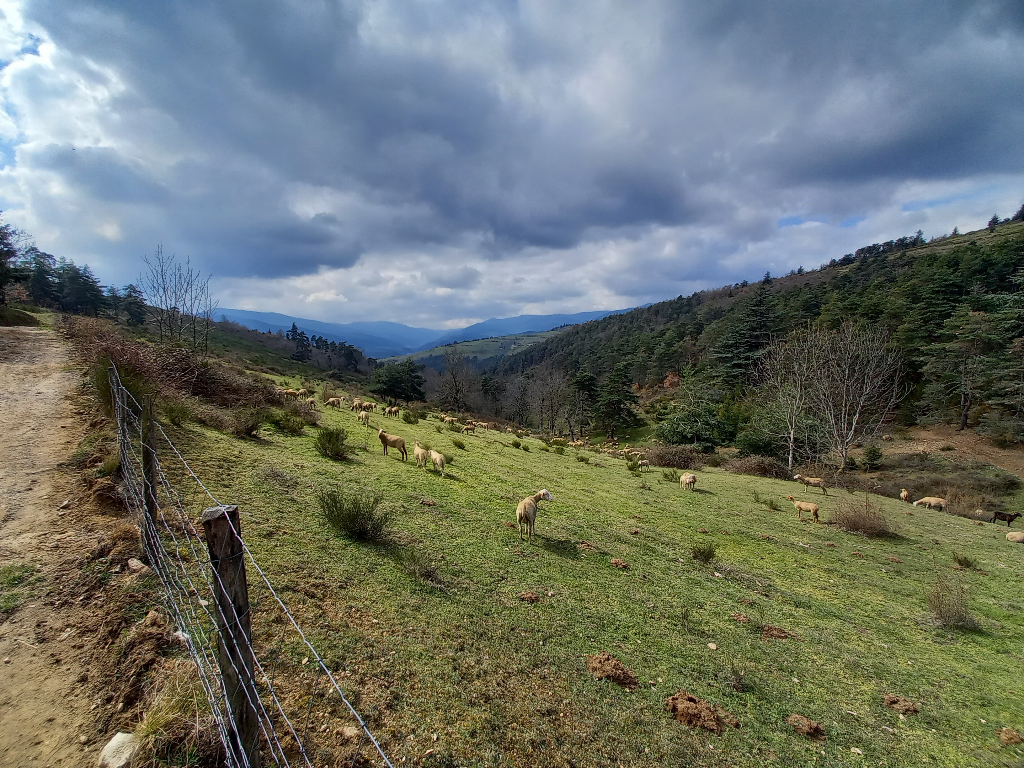 Plan Pastoral Nord Ardèche : du nouveau !