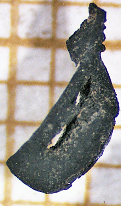 Pépins de raison carbonisés