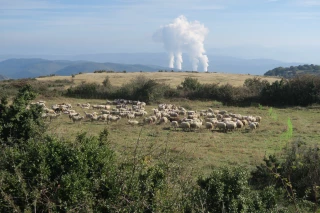 Loup : les éleveurs ardéchois autorisés à réaliser des tirs d’effarouchement