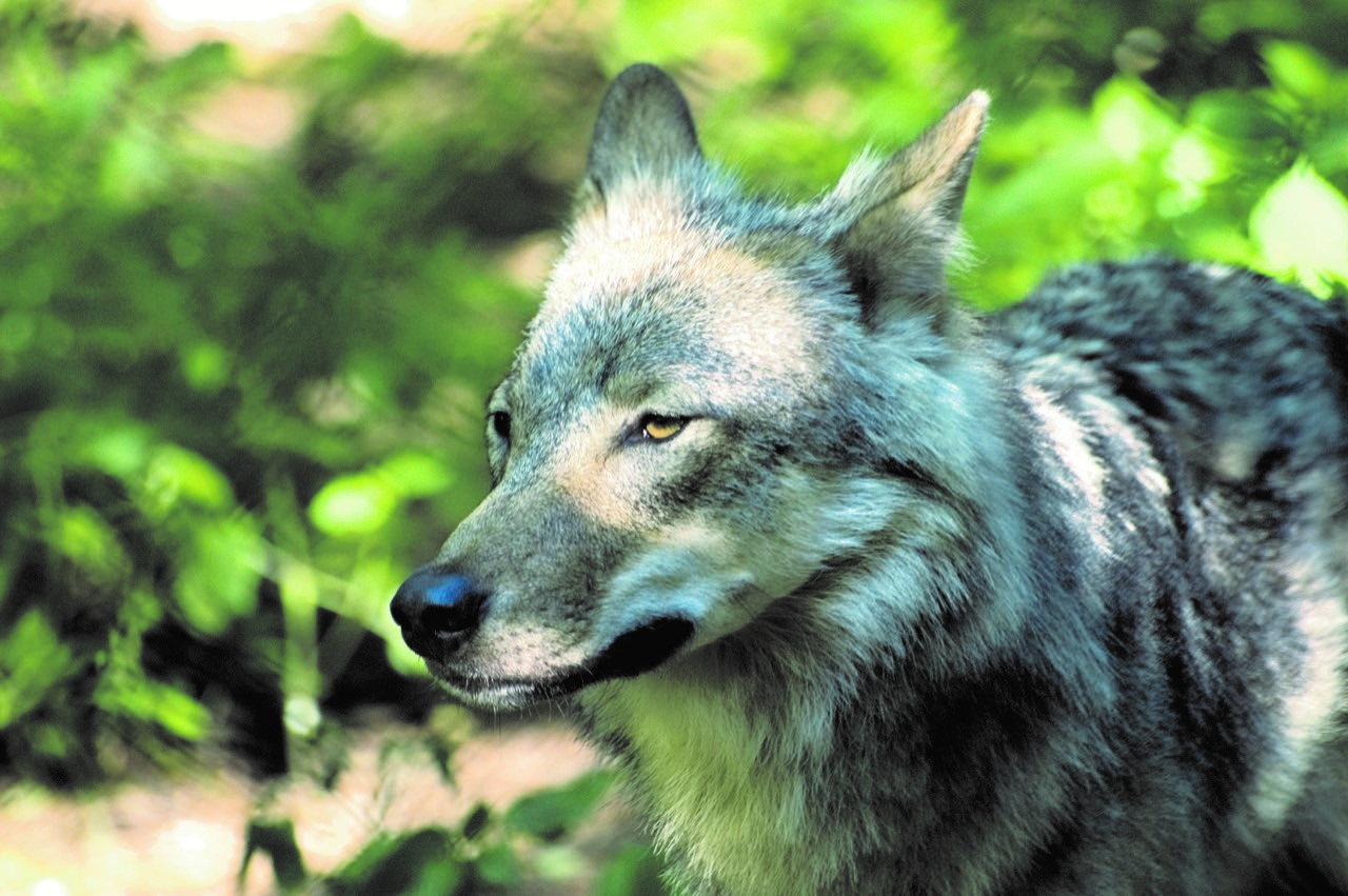 Suspicions d’attaques de loups sur le Coiron : soyez vigilants !