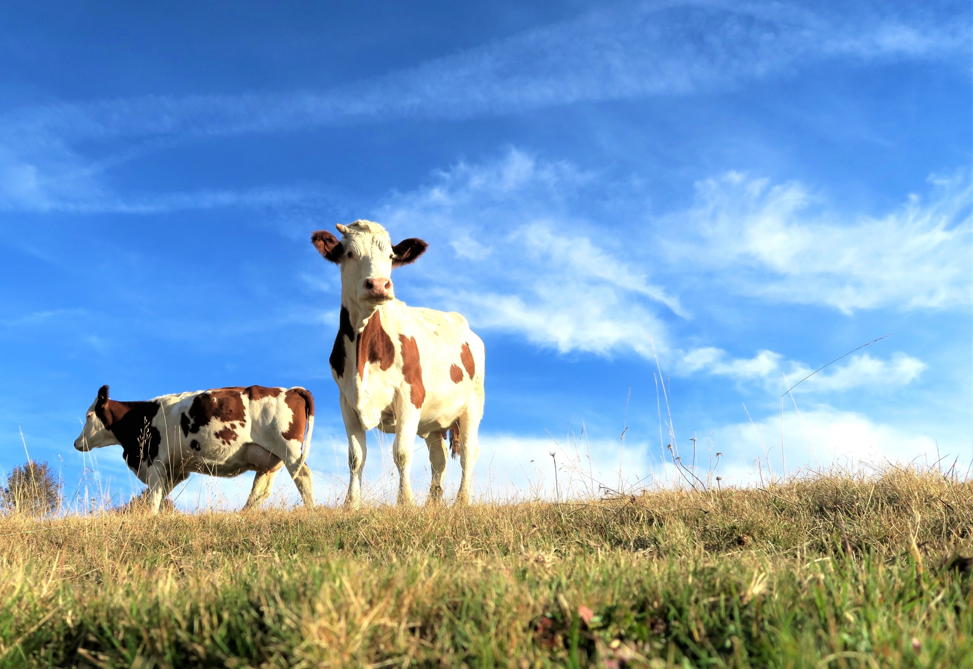 L’Ardèche, la crème de l’élevage laitier ! 