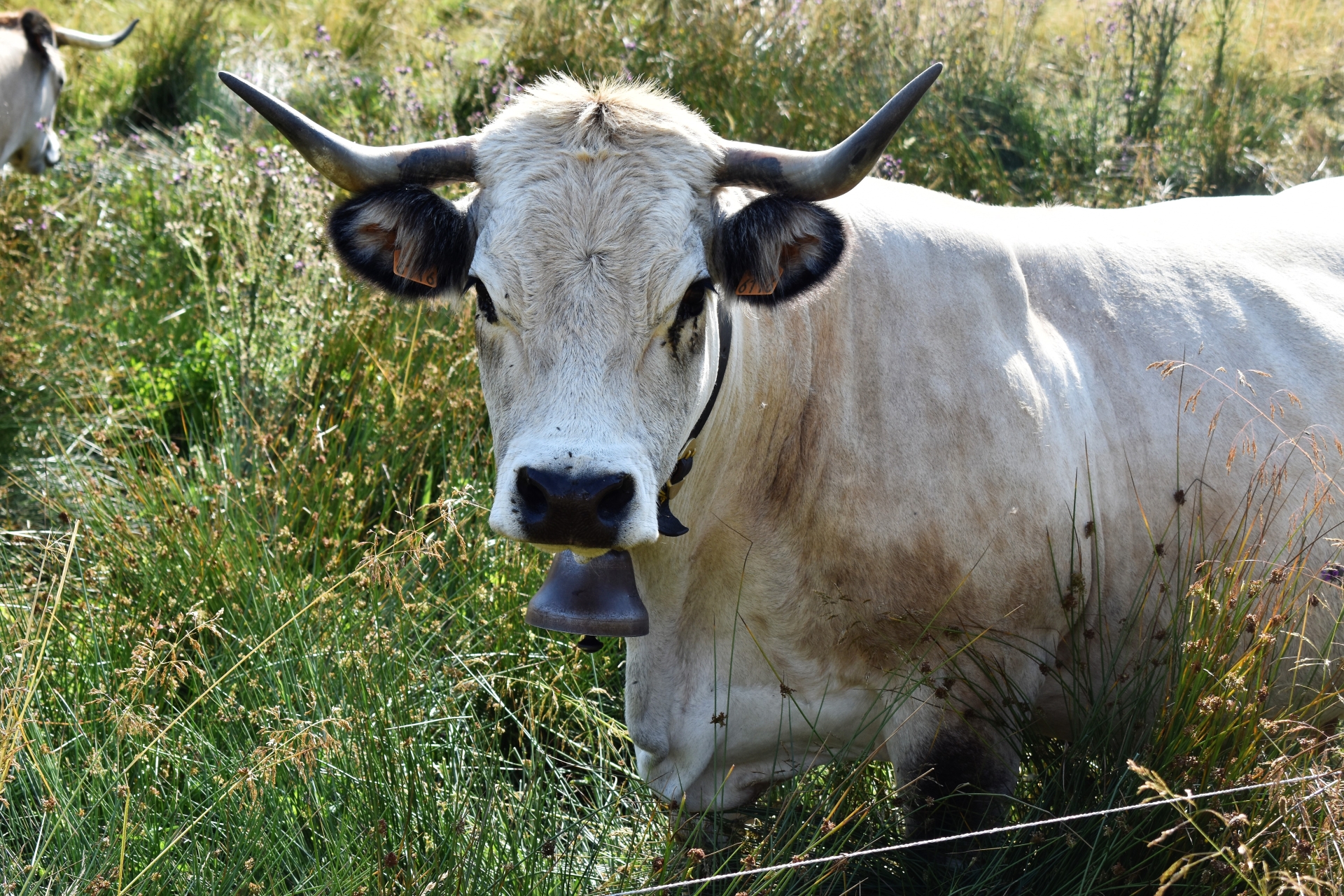 Oh la vache ! Savoureuse Ardèche… 