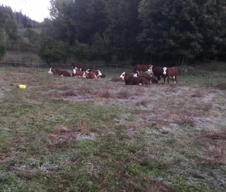 Troupeaux bloqués en estive : des éleveurs à bout