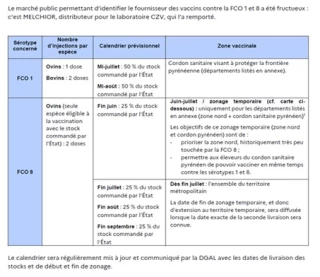 Disponibilité des vaccins contre la FCO- 8