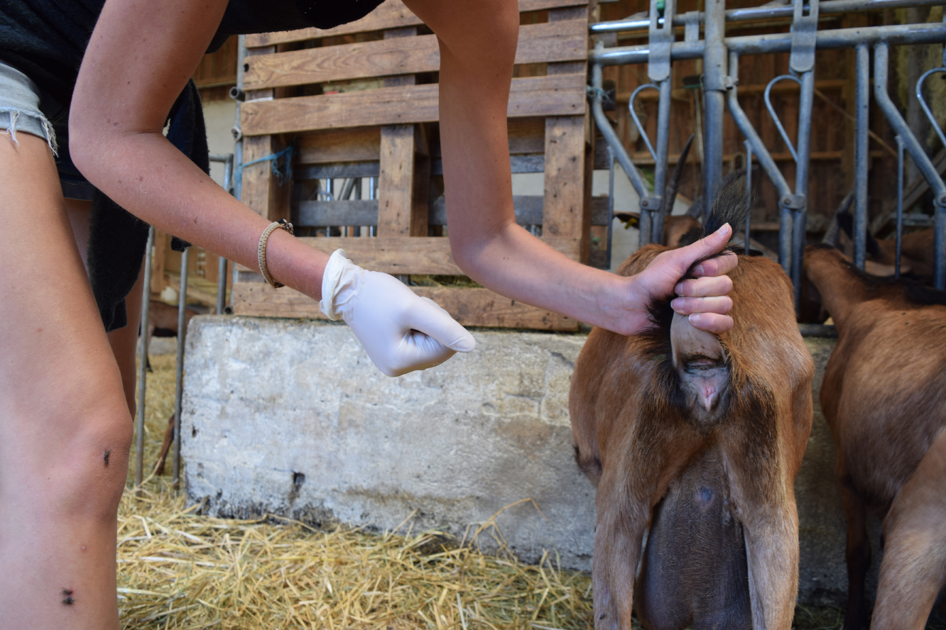 Parasit’Lab : des analyses vétérinaires au service de la santé animale