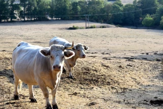 Calamités agricoles 2019 : les avis du CNGRA