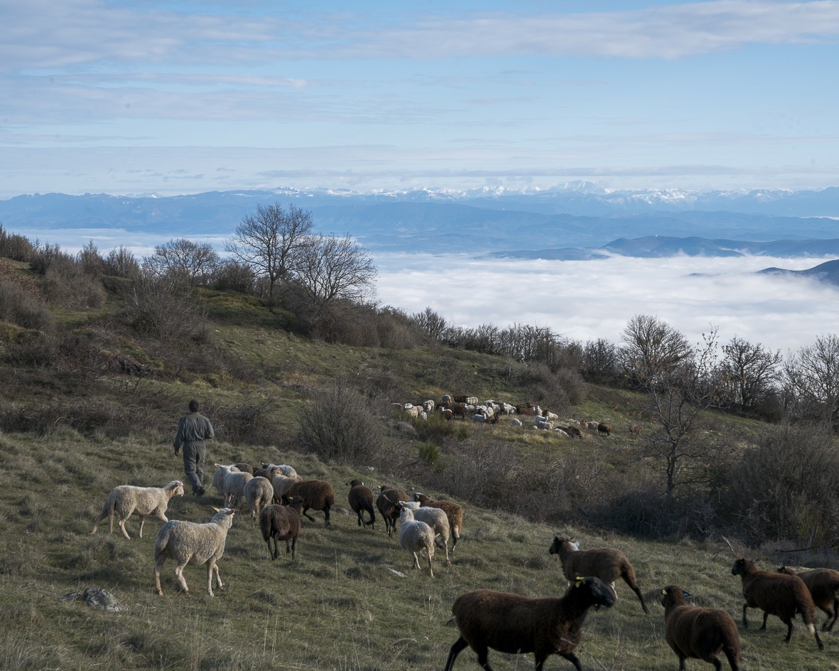 Loup : gestion de crise face au risque de prédation