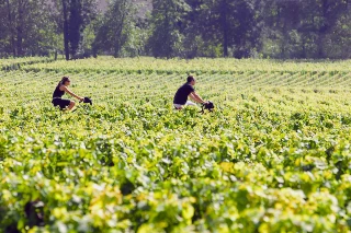 « Les merveilleux week-ends » de juin