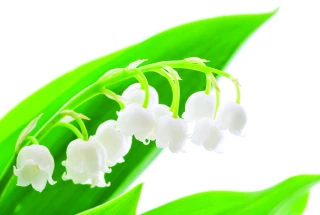 Muguet, un porte-bonheur qui se fête !