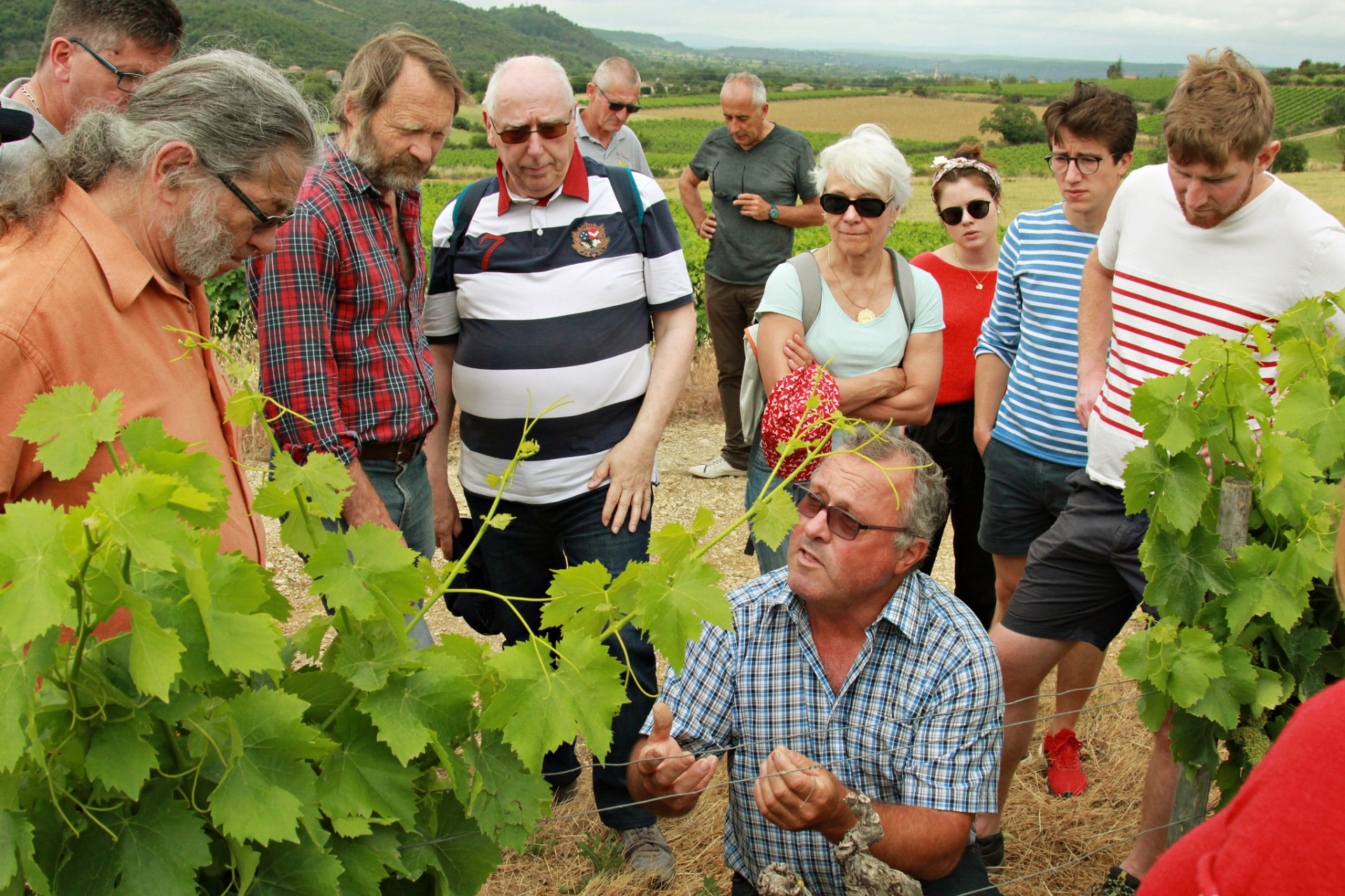 Les sociétaires d'Ardèche Vignobles ont participé à des ateliers de taille de la vigne.