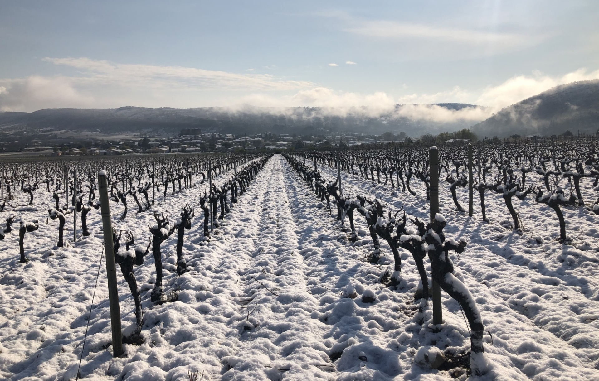 Dans le sud du département, comme ici à Alba-la-Romaine, le gel et la neige ont fait des dégâts sur les vignes qui étaient taillées.