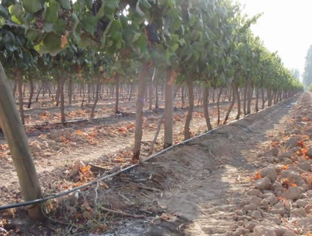 Irrigation des vignobles : « une technique complexe qui se raisonne à la parcelle »