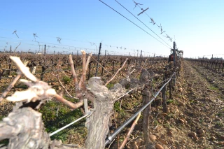 Une taille en cordon