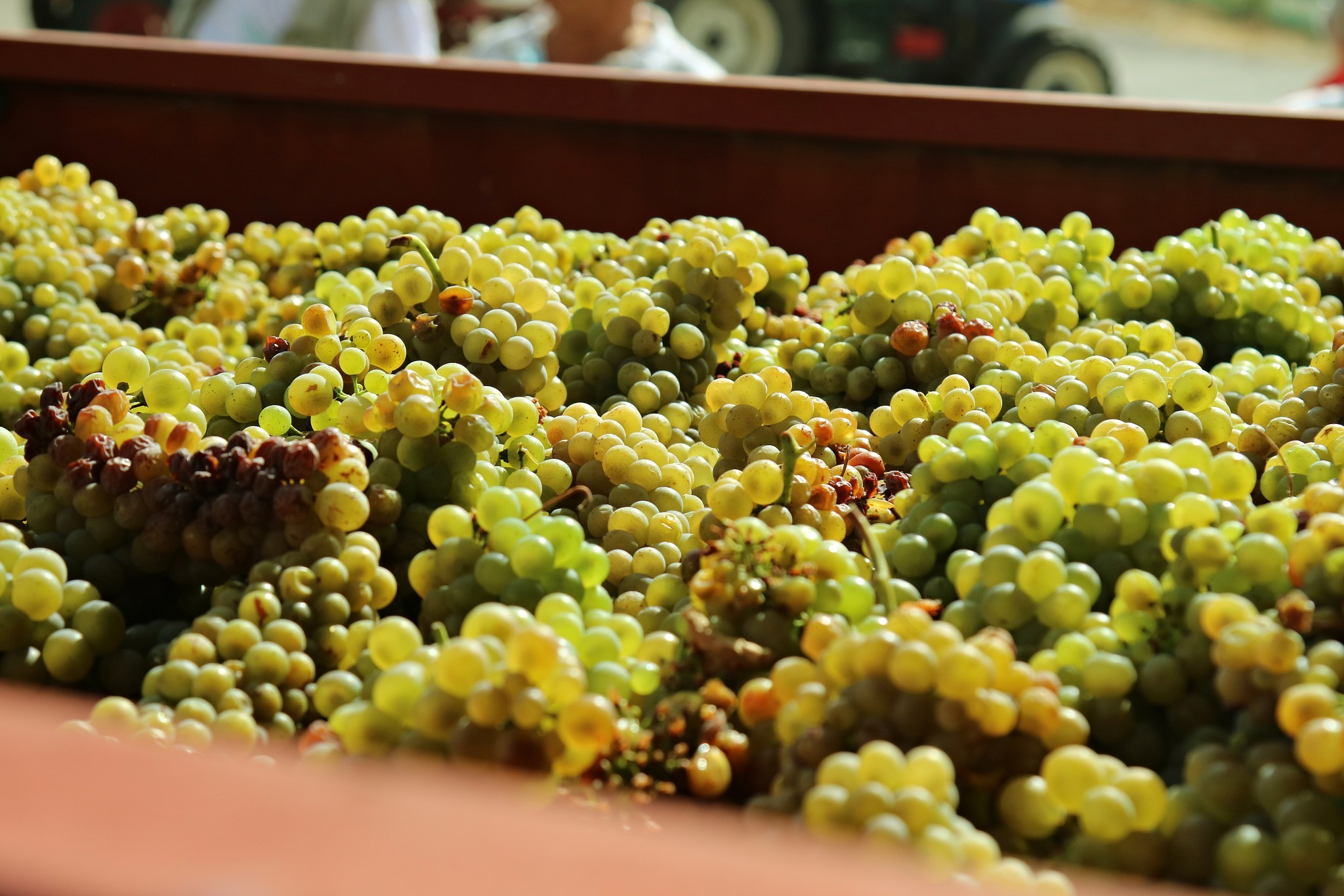 Vendanges : la fin d’un marathon