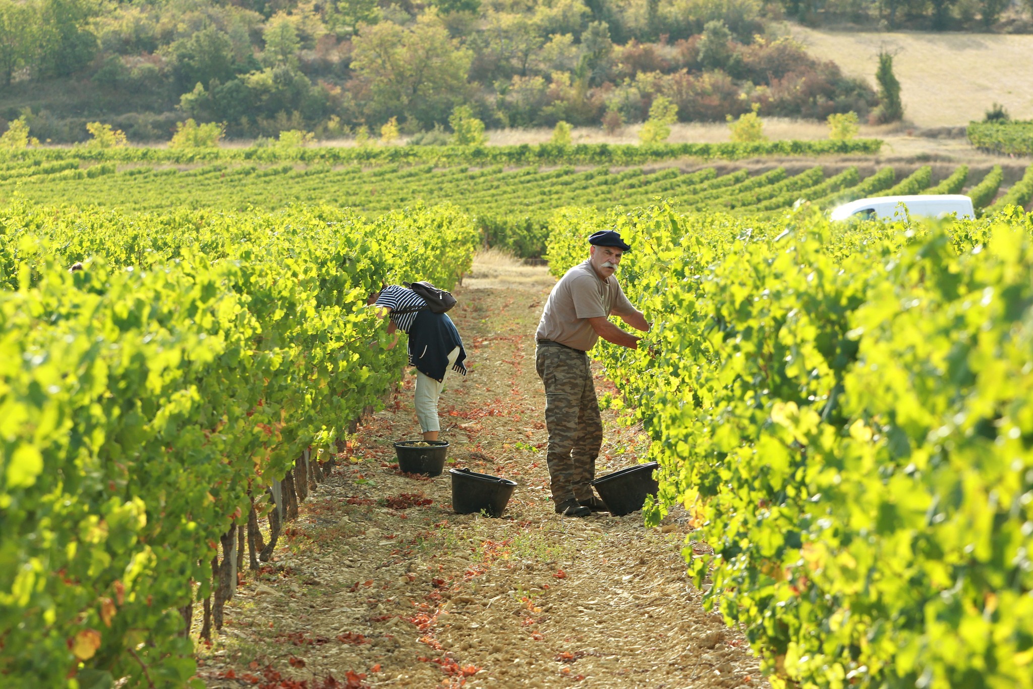 Vendanges : la chaleur ne nous lâche pas la grappe …