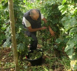 Vendanges : des résultats globalement satisfaisants