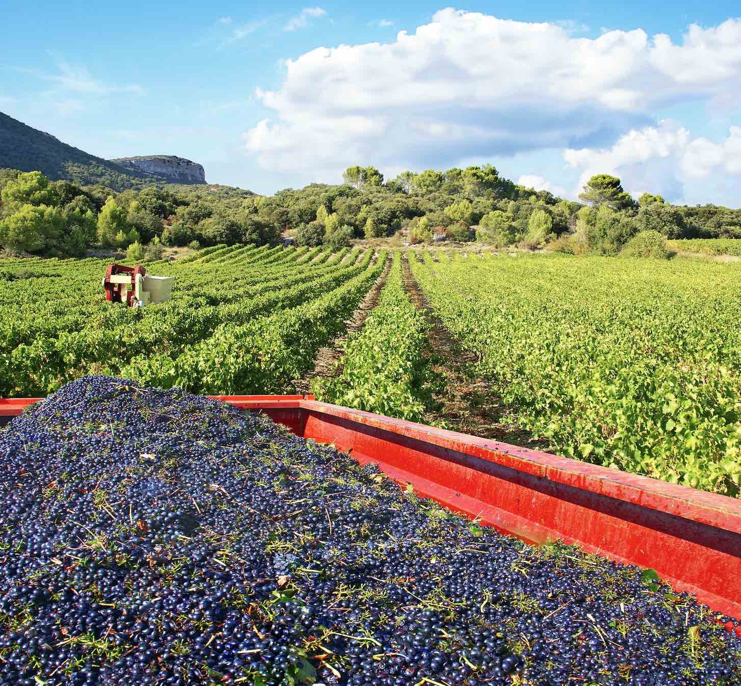 Des vendanges dans la moyenne quinquennale