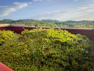 Top départ des vendanges pour les Vignerons Ardéchois