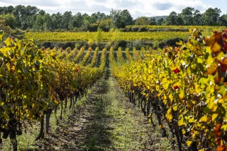 La viticulture voit rouge