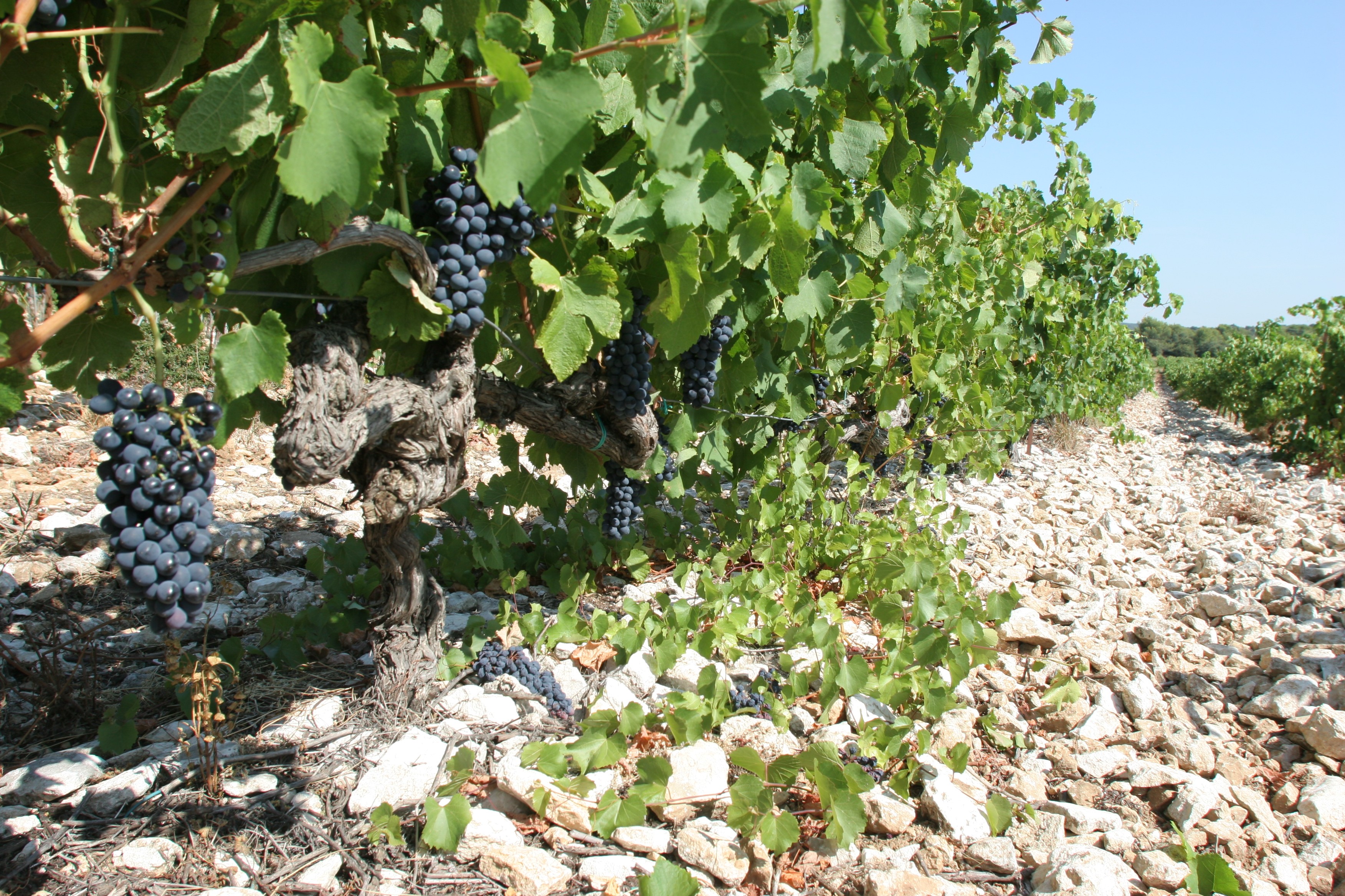 Ardèche, en a’vin toute !