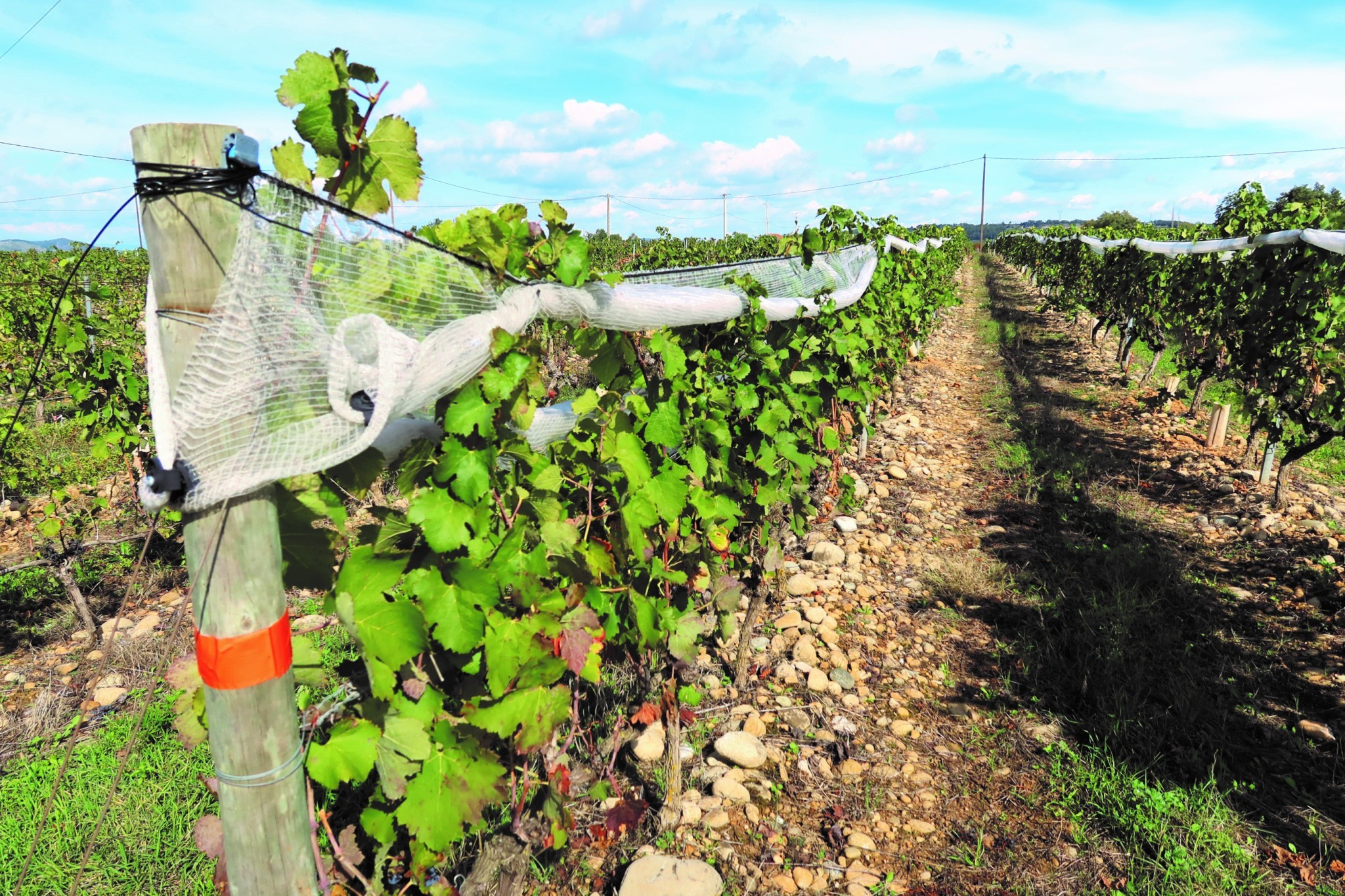 Préparer le vignoble à la hausse des températures et à la sécheresse