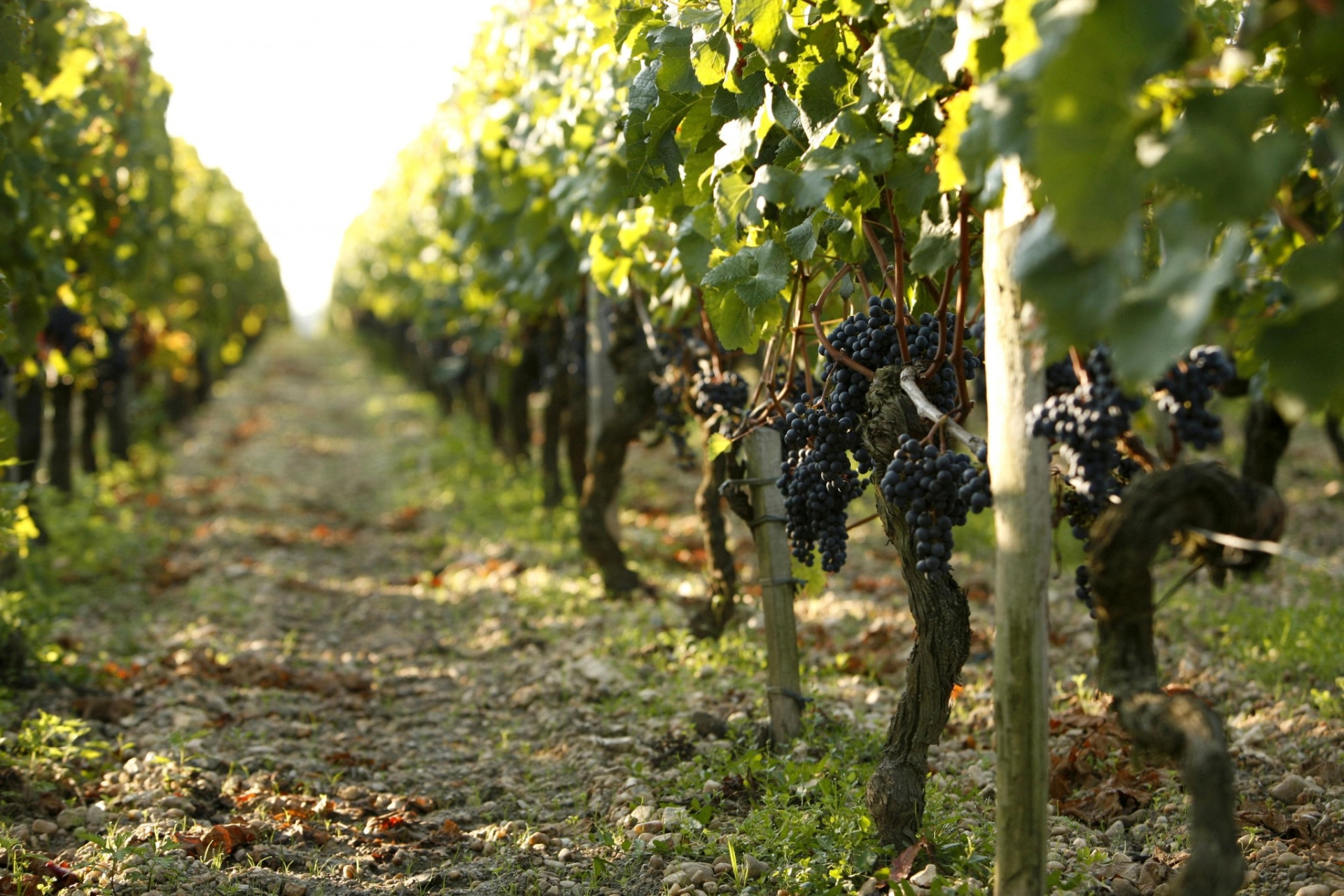 Face à la crise viticole, Fesneau promet des « réponses concrètes» début février