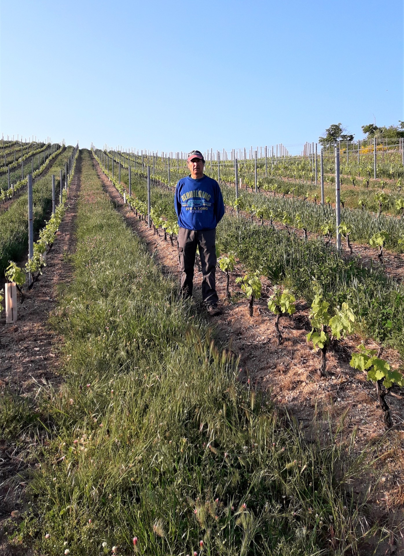 Vigne : sortez couverts… végétaux