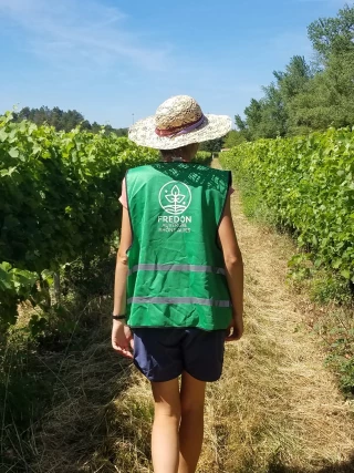 Flavescence dorée : les campagnes de prospection vont bientôt démarrer