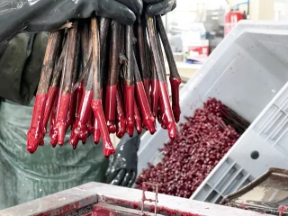 La révision de l’arrêté flavescence met le feu aux poudres