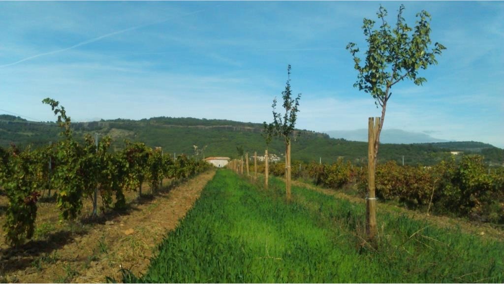 La vigne et l'arbre, un mariage qui a tout bon