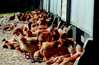 Référent bien-être animal : obligation de formation pour les référents volailles et porcs