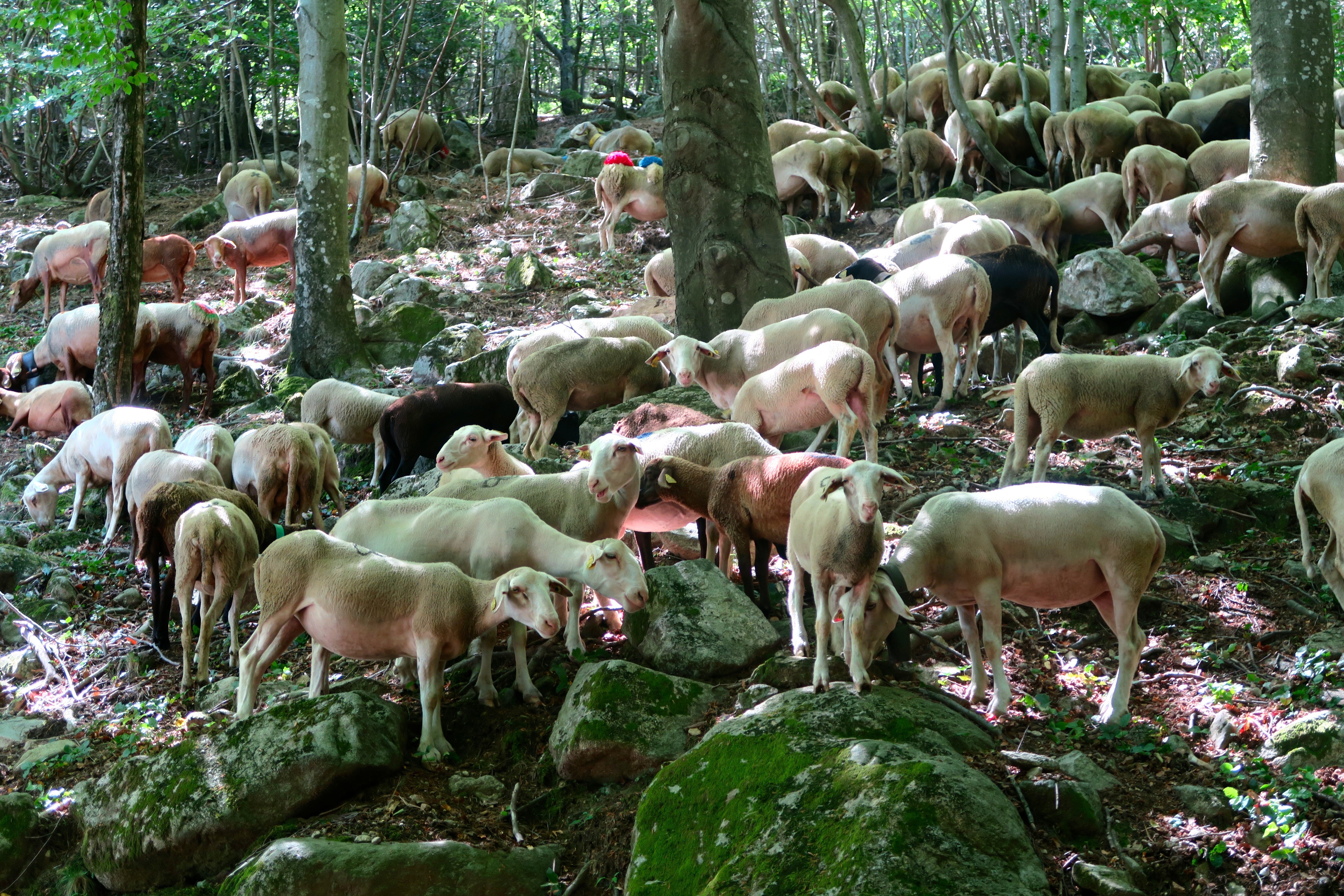 L’agroforesterie au service des éleveurs de montagne 