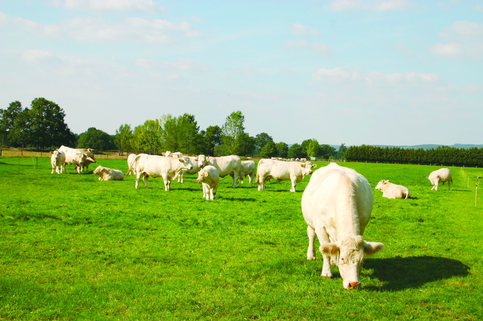 Nos vaches stockent du carbone, info ou intox ?
