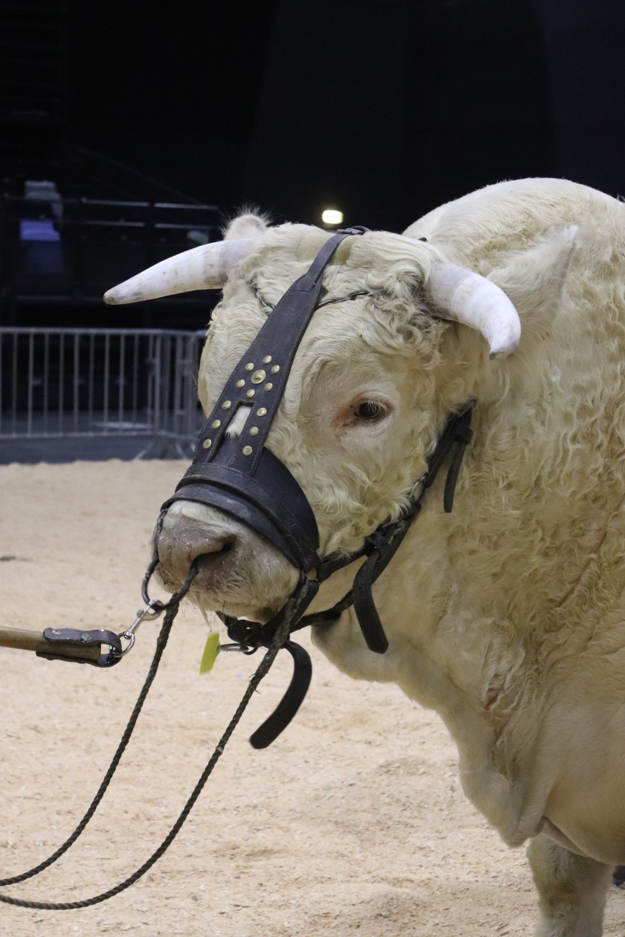 La Fête du charolais, le rendez-vous de l'automne à Roanne