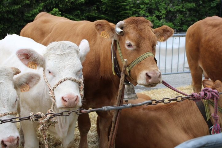 Monastier-sur-Gazeille : le marché aux bestiaux ferme ses portes