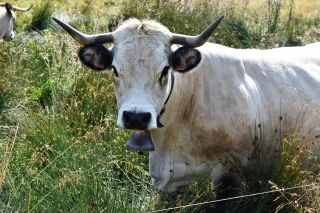 L’Ardèche et l’aubrac, une idylle qui ne fait que commencer 