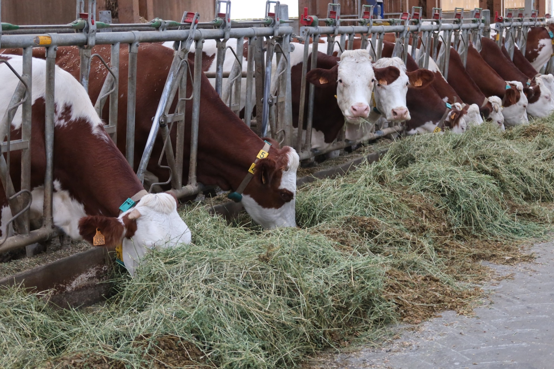 Bovin lait bio : des réponses pour des systèmes résilients et attractifs