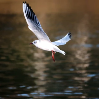 Un cas détecté à Sablons : de nouvelles ZCT en Ardèche