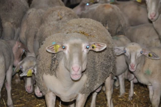 Les agriculteurs de la région veulent aider les éleveurs sinistrés