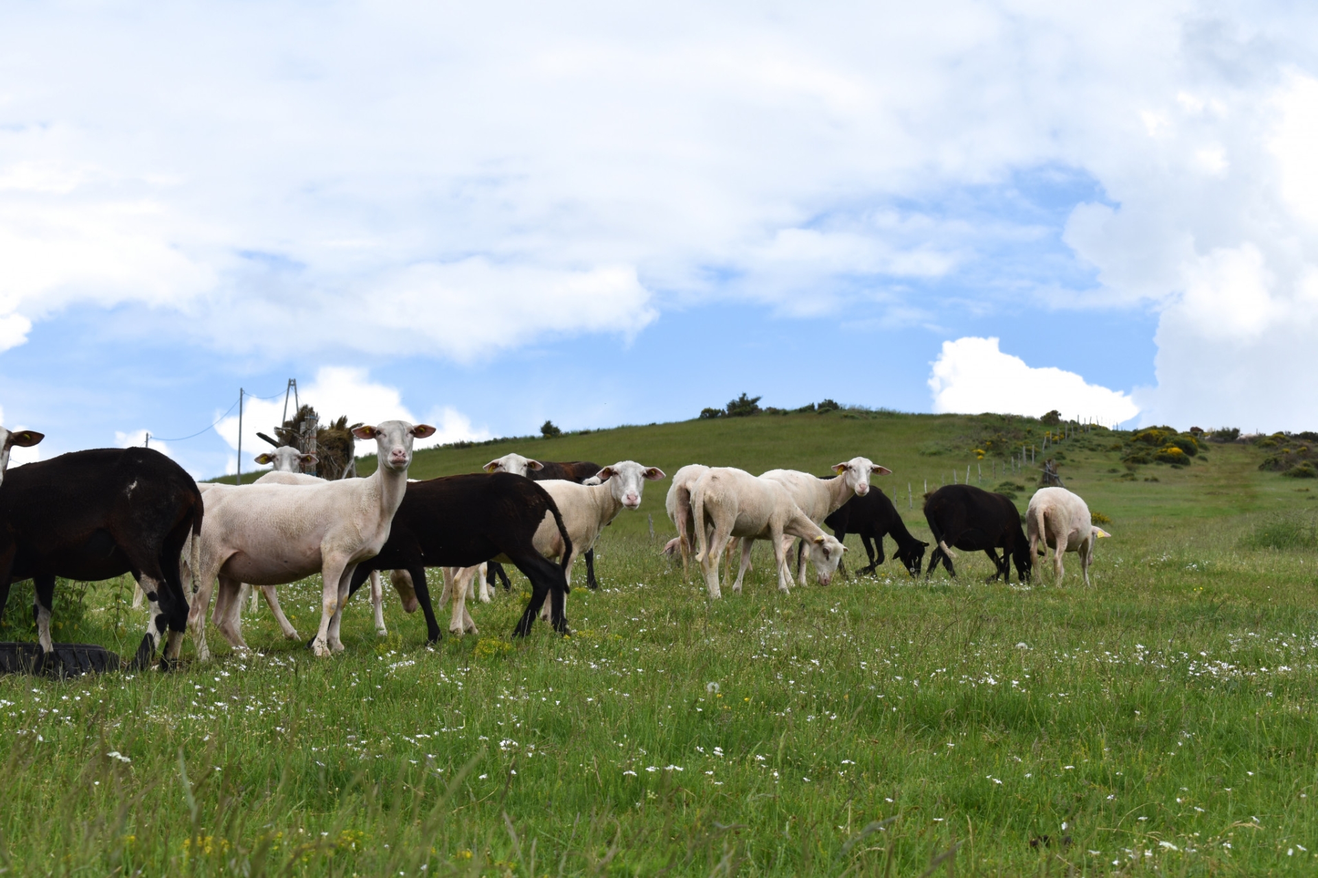 « Agneau d’Ardèche » : dynamiser le marché de la viande d'agneau en local