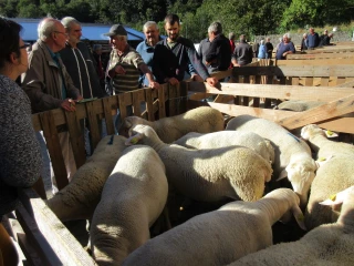 La Foire aux agnelles est annulée