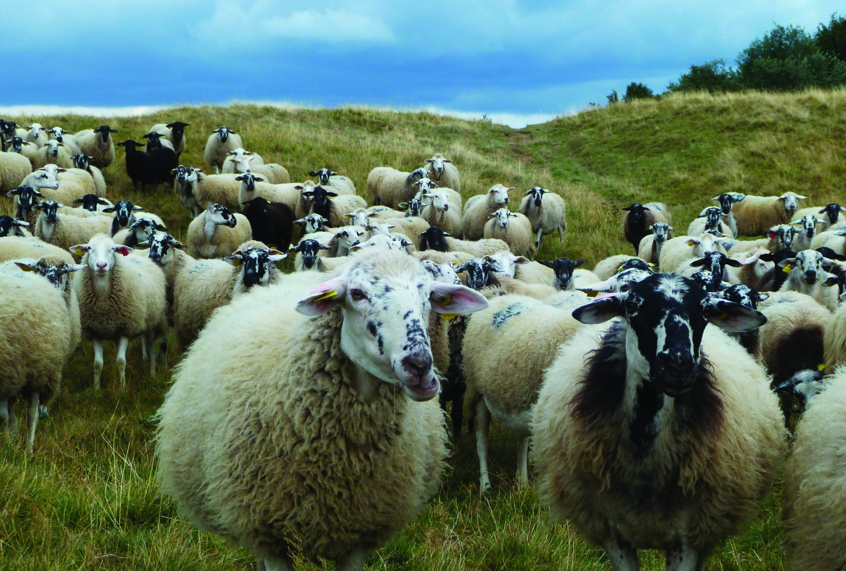 La filière laine française cherche son second souffle