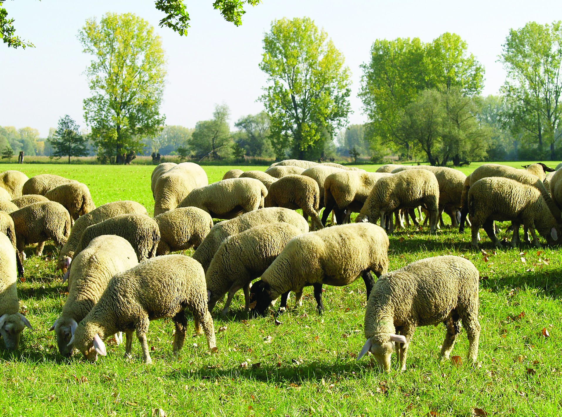 Une interface pour évaluer la durabilité des élevages ovins