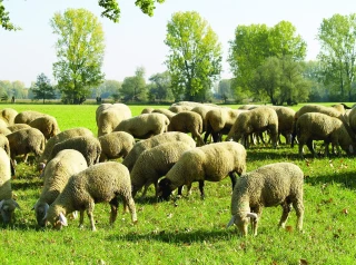 Transport d’animaux : manque de moyens pour les contrôles