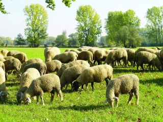 Un marché de l'agneau à la croisée des chemins