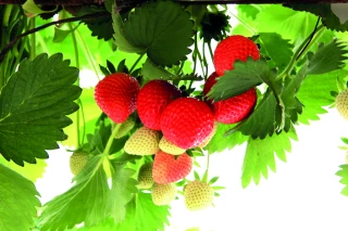 Fraises : pic attendu après Pâques