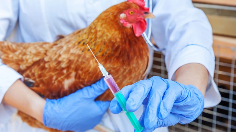 Influenza aviaire : le dossier de la vaccination est ouvert