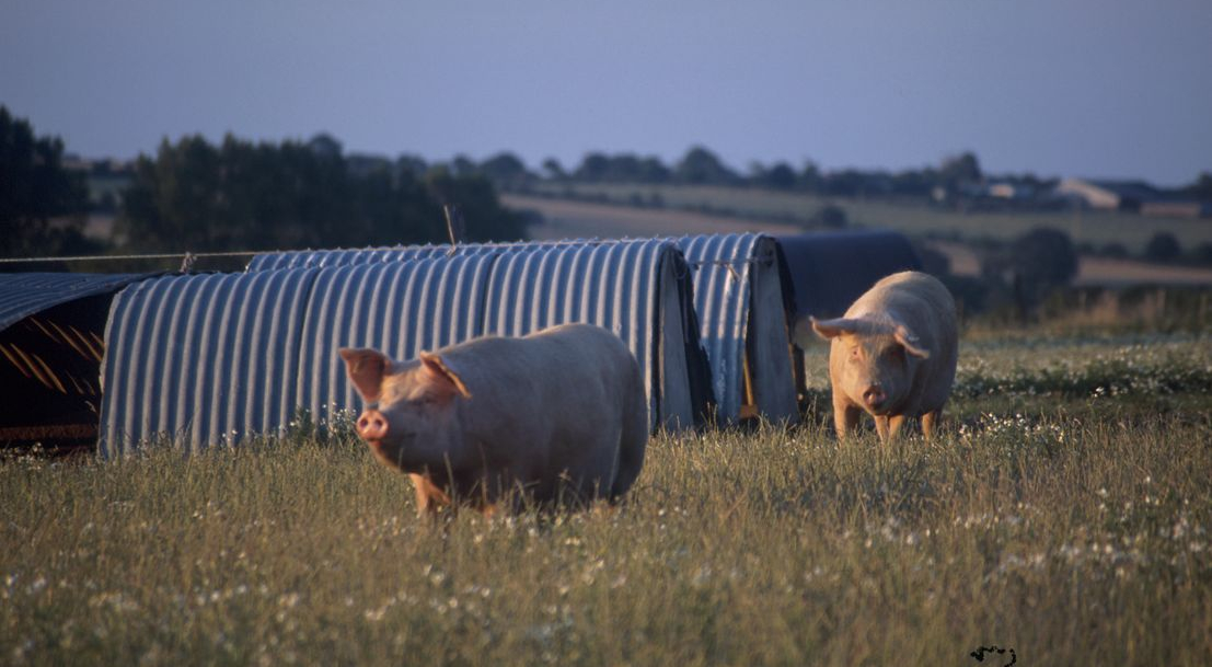 Porc : la PPA à nouveau aux portes de la France