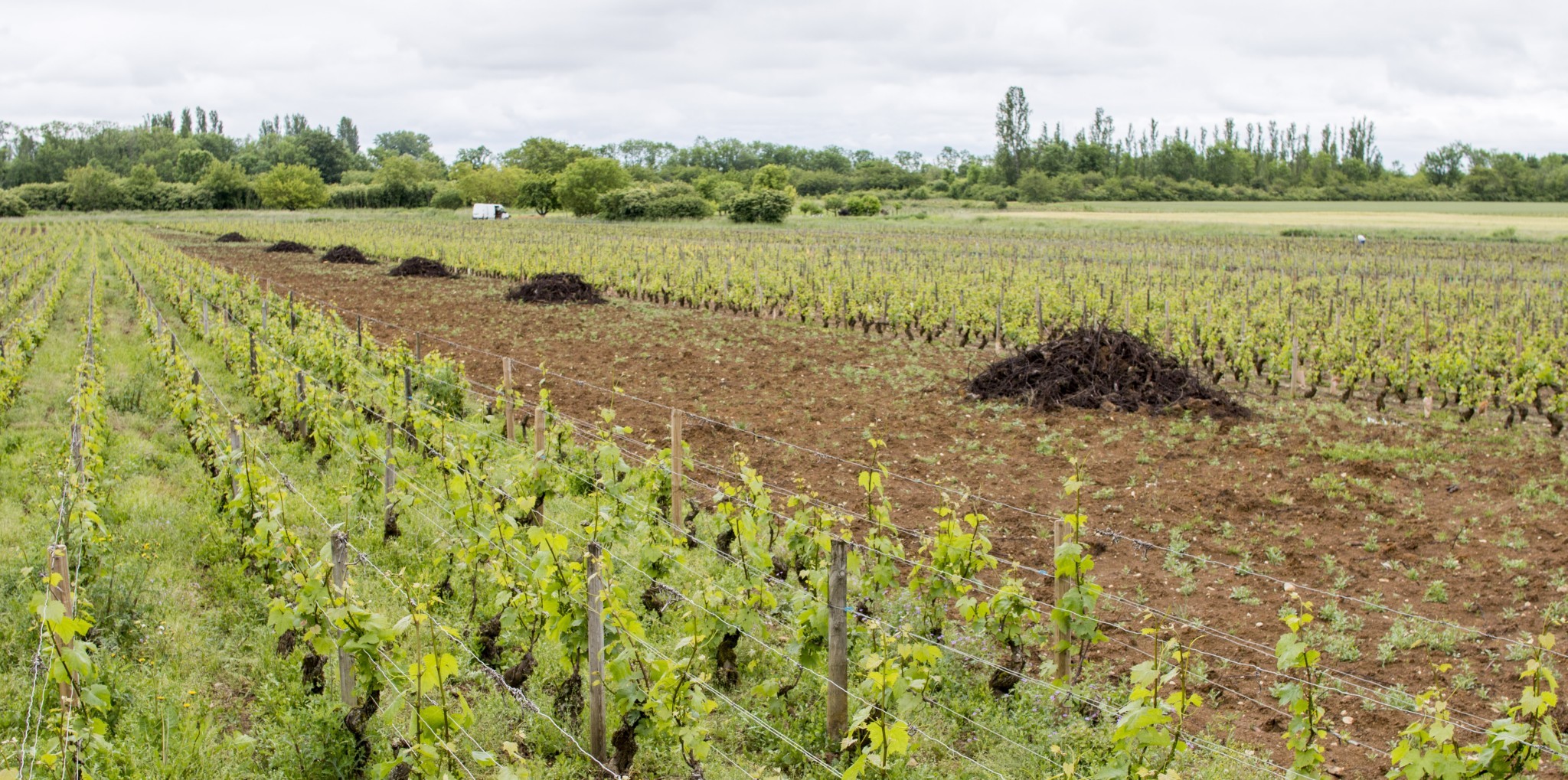 Arrachage et distillation seront décidés bassin par bassin