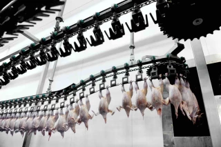 Volailles : des abattages en repli